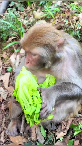 Monkey~🙈🙉🐵🙊 #yummy #cute #fyp 