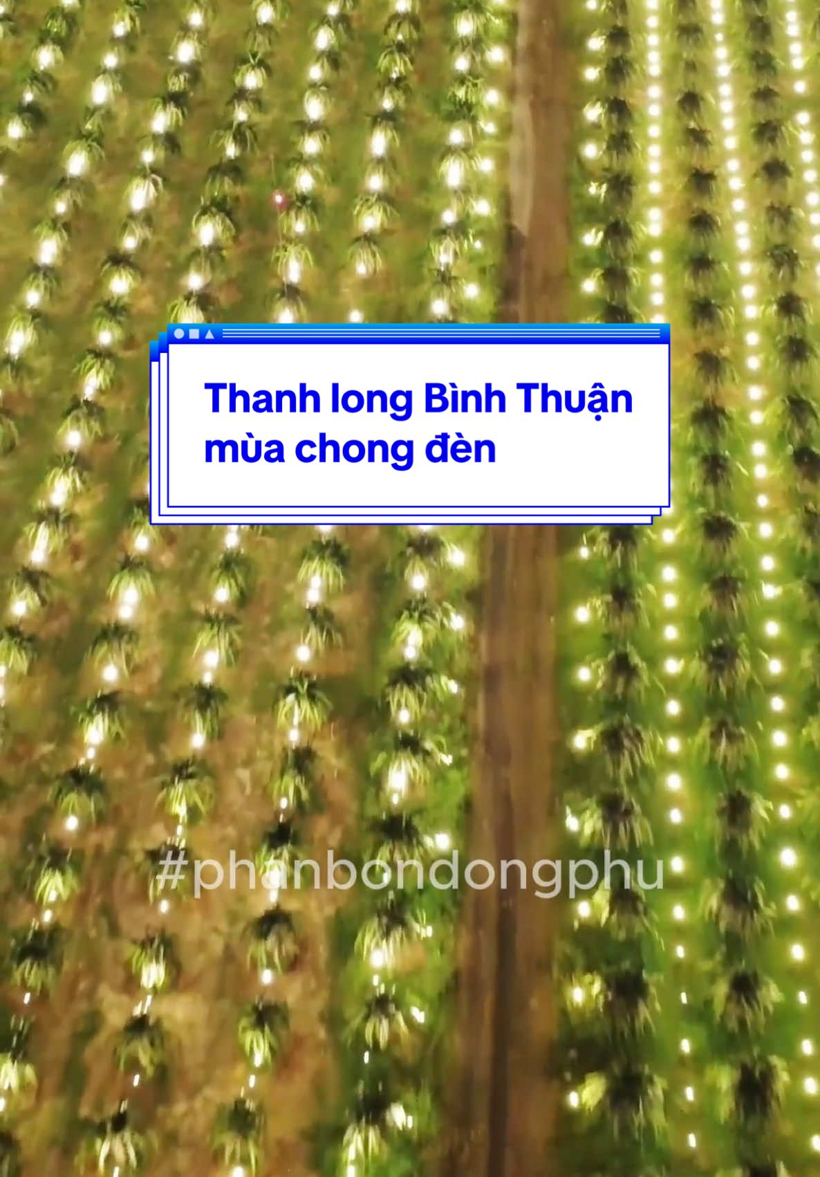 Những vườn thanh long Bình Thuận mùa chong đèn #hungnhonvietnam #hungnhongroup #DHN #phanbondongphu #binhthuan #thanhlong #LearnOnTikTok #nongnghiep #tintuc #phanbon 