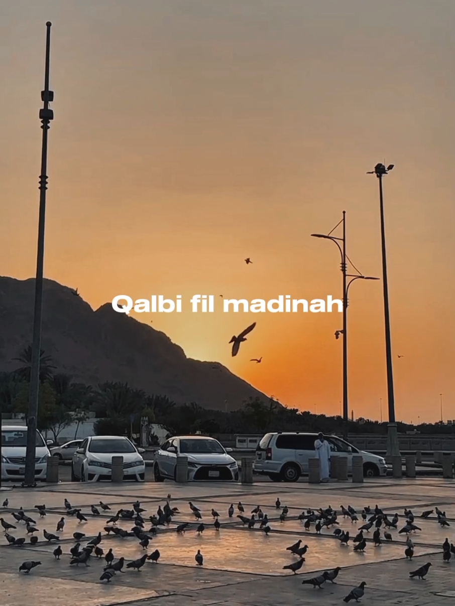 Qalbi fil madina - Maher zain ft Harris J  #CapCut #qalbifilmadina #liriklagu #lyrics #maherzain #harrisj #trend #foryou 