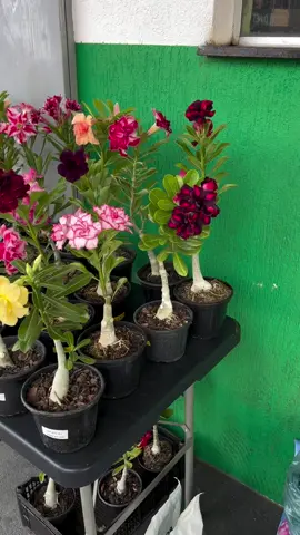 Bunga Adenium #adenium 