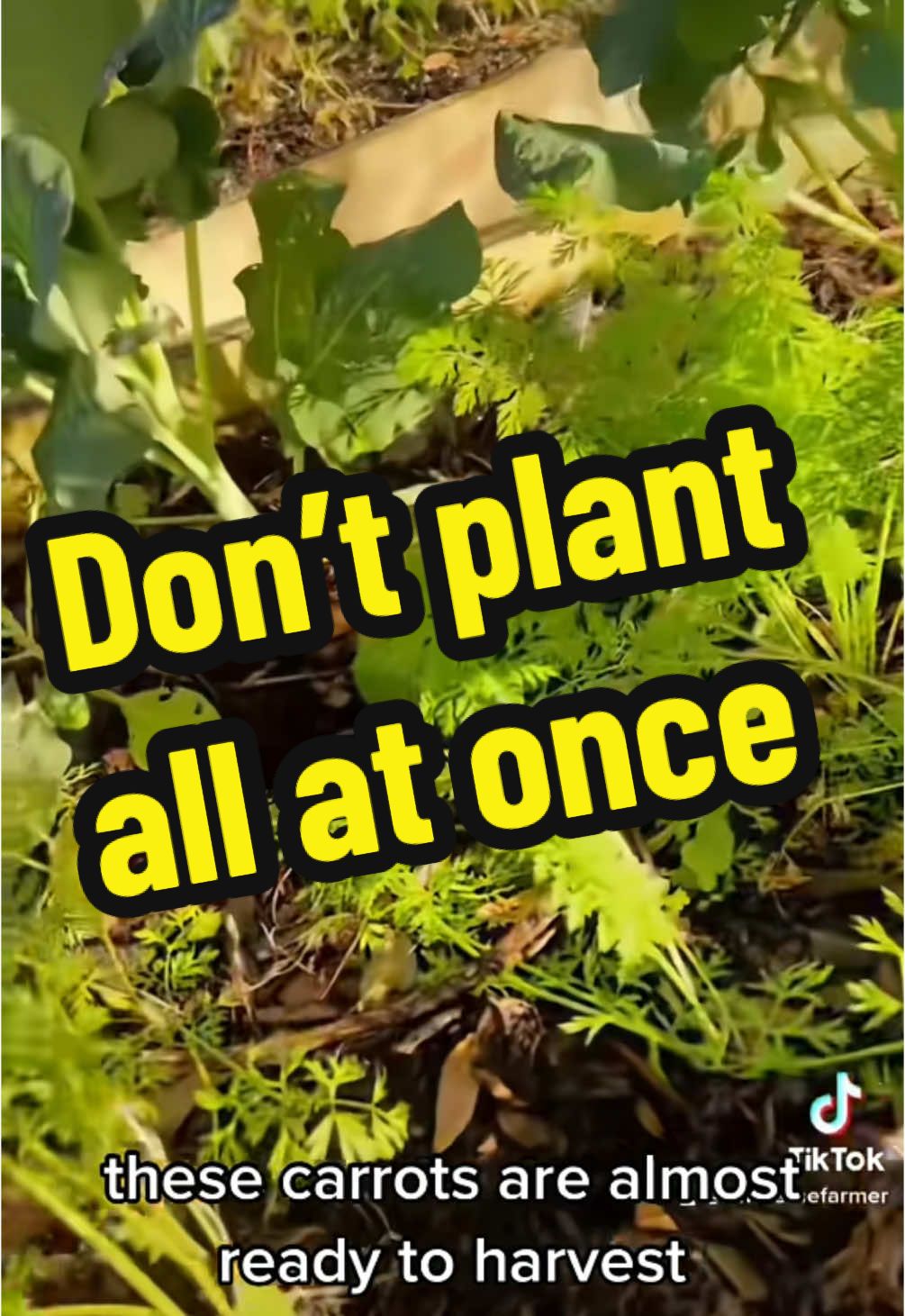 Don’t plant all at once #gardeninghacks #gardeningtips #gardening101 #andrethefarmer #growyourownfood #foryoupage #fyp #onthisday 