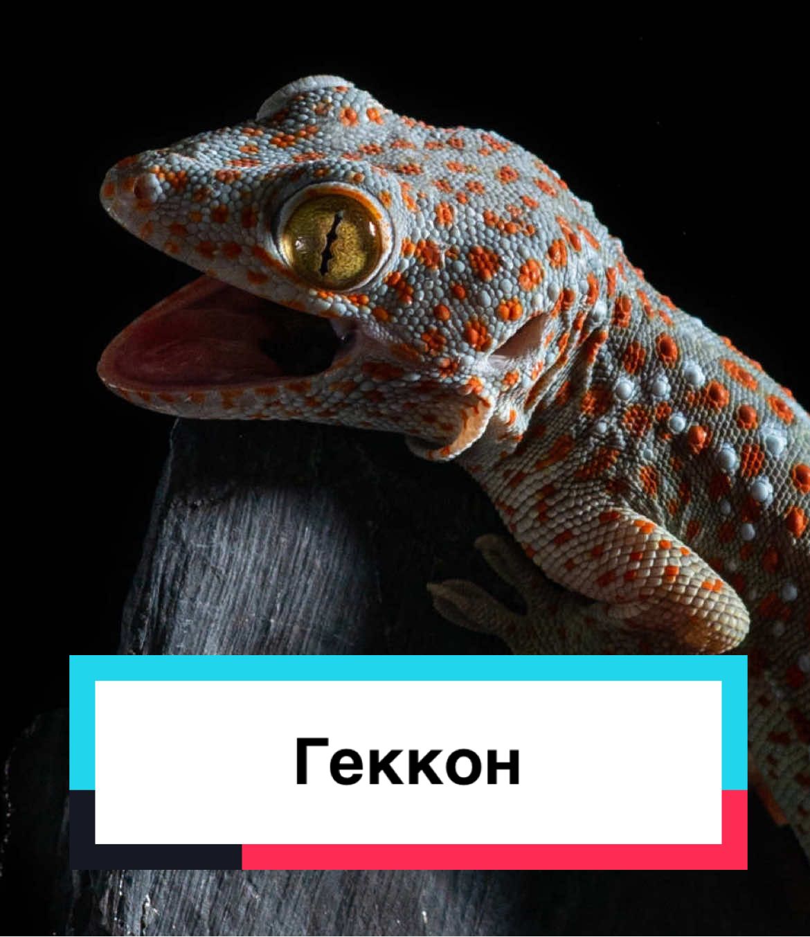 #gecko #geckosoftiktok #геккон #интересныефакты #фактыоживотных #animalsoftiktok #animal #animalworld #животные #дикиеживотные 