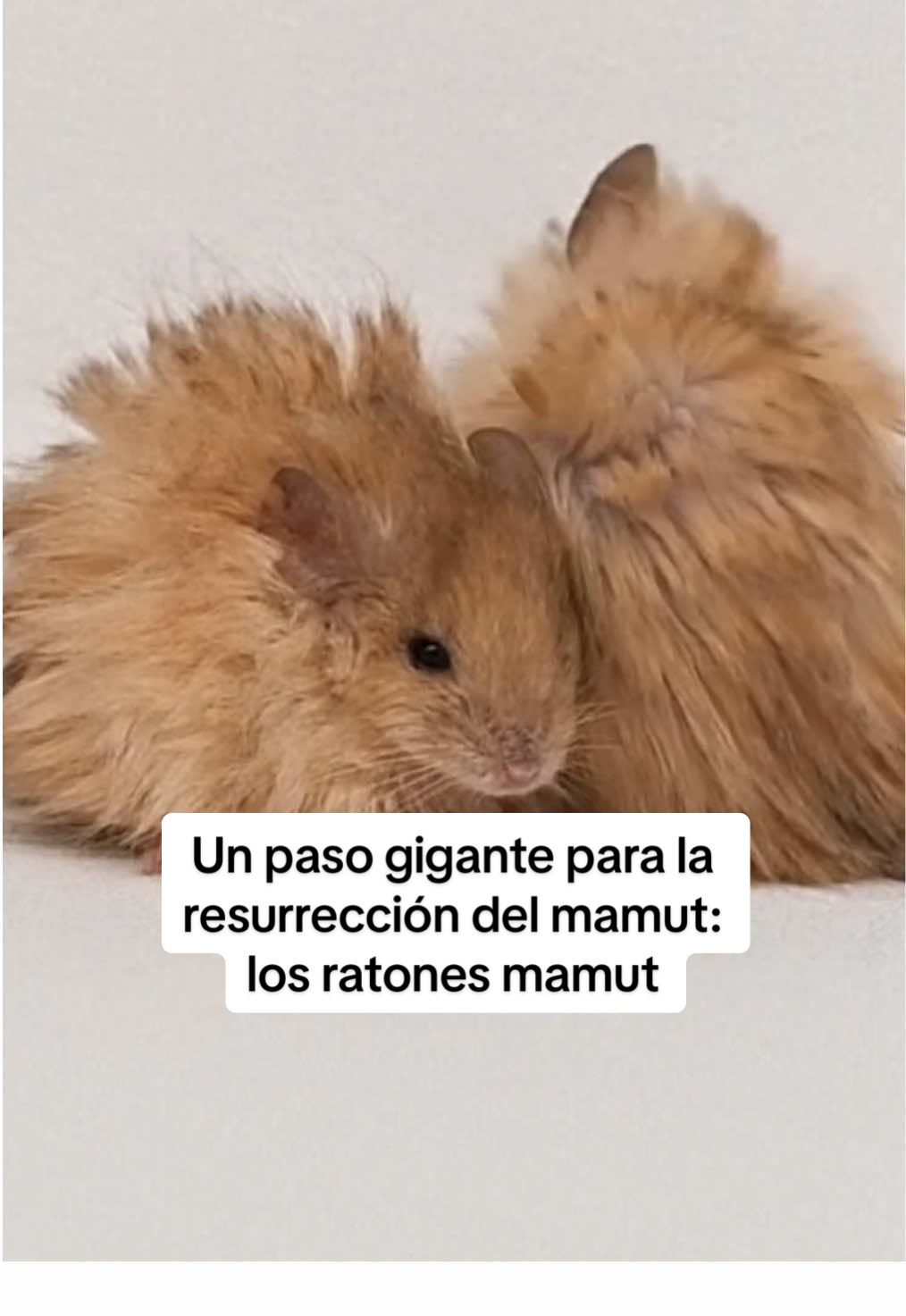 Una técnica revolucionaria acerca la resurrección de los extinguidos mamuts usando ADN milenario Casi 4.000 años después de la desaparición de esta criatura la faz de la Tierra, la empresa Colossal Biosciences ha logrado reproducir el color, la textura y el grosor del pelo de un mamut lanudo, con condiciones para adaptarse al frío extremo: 