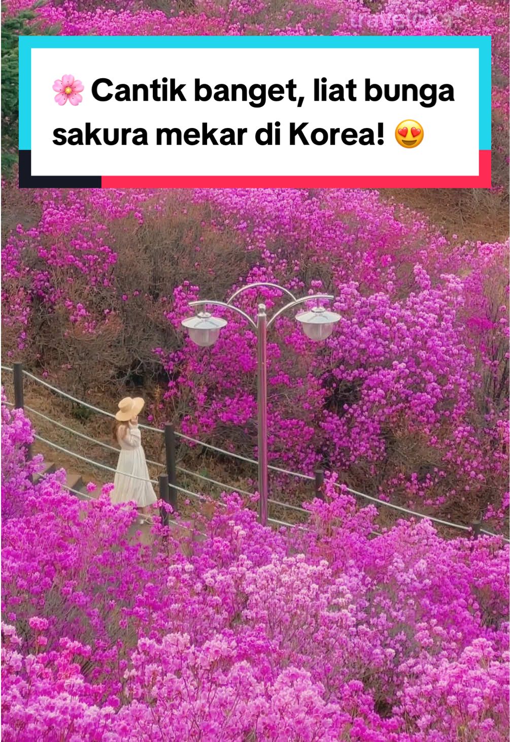 🌸 Palli palli liburan ke Korea Selatan, sekarang! 😍 Gak sabar ngeliat bunga sakura yang cantik-cantik, ahh yeppeoseo~ 🥰 Pesen kebutuhan liburan ke Korea dari Tiket Pesawat, Hotel, Atraksi dan produk travel lainnya di aplikasi Traveloka karna selalu ada promo setiap hari! 😘 #Traveloka #TravelokaTraveltheWolrd #DontWorryNoRugi #TiketPesawat #Hotel #Atraksi #Korea