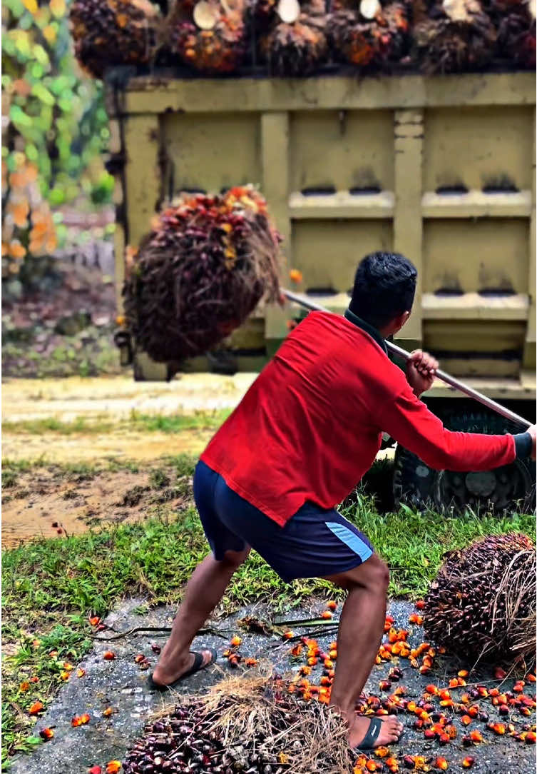 ntah lah dek” 🤣🤭 @Joko Waww  @Atha Zg #CapCut #fyp #tukangmuatsawit #pemuatsawit #storysawit #sawitriau 