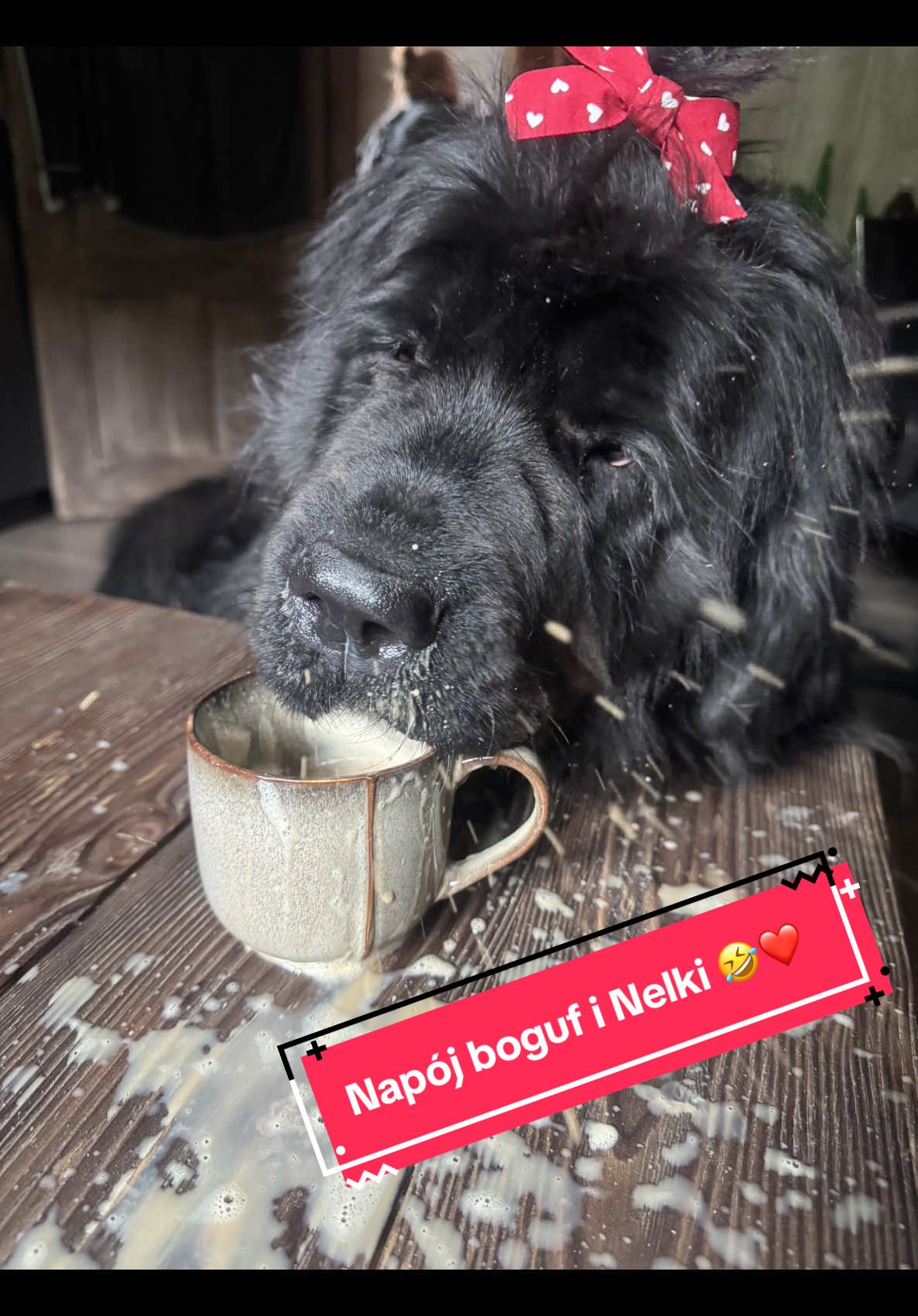 Jak Kawka to tylko z mleczkiem 🤣❤️ #nowofundland #niuf #życiezpsem #psiesprawy #gentlegiant #largebreed #newfie #newfoundlander #newfoundland #dog #pies #kawa #coffee #coffeeaddict #fika 