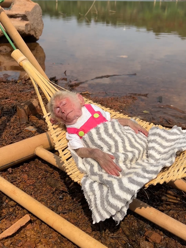 Baby monkey Moon was sleepy and went to relax by the river. #monkey #babymonkey #cutemonkey #cuteanimal #monkeydluffy #monkeysoftiktok #animals #pet #relax #usa_tiktok #usa_tiktok 
