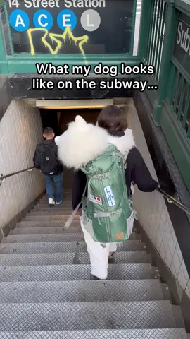 The many faces of Lumi 😂 #viral #samoyed #dogsoftiktok #nyc 