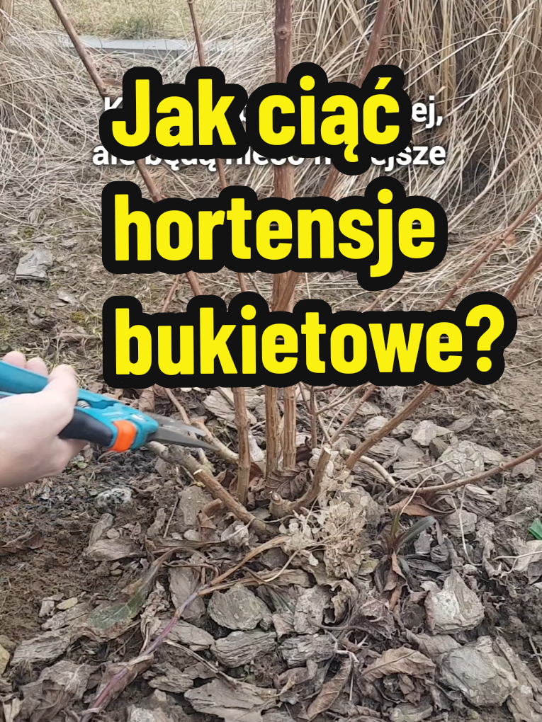 Cięcie hortensji Lekcja 5 Jak przycinać hortensje bukietowe?  Hortensje możesz ciąć na dwa sposoby: ✔️ Niskie cięcie – daje mniejszą ilość, ale za to duże i efektowne kwiaty. ✔️ Wyższe cięcie – sprawia, że krzew obsypuje się mnóstwem mniejszych kwiatostanów.  Który sposób wybierasz? Ja lubię ciąć nisko! 😉  Zerknij też do poprzednich filmów na temat cięcia ⬇️  📕Podstawy cięcia hortensji i odpowiedzi na najczęściej zadawane pytania  📘Lekcja 1. Kiedy ciąć hortensje bukietowe i krzewiaste 📗Lekcja 2. Jak uzyskać duże kwiaty u hortensji 📔Lekcja 3. Gdzie są oczka i w którym miejscu ciąć hortensje. Technika cięcia 📙Lekcja 4 Typowy błąd początkującego ogrodnika. Cięcie hortensji ogrodowej. #cięciehortensji #hortensje #hortensjebukietowe #hortensjewogrodzie #ogród #poradyogrodnicze #roślinywogrodzie #pięknyogród #ogrodnik #ogrodniczka #poradnikogrodniczy #marzecwogrodzie #ogrod #sezonogrodowy #kochamogród #mójogród #ogródinspiracje @Instabudowa Ogród Garden 