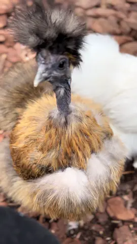 My Sweet Olive #partridgesilkies #fyp #silkiesoftiktok #nakedneck #chickensoftiktok 