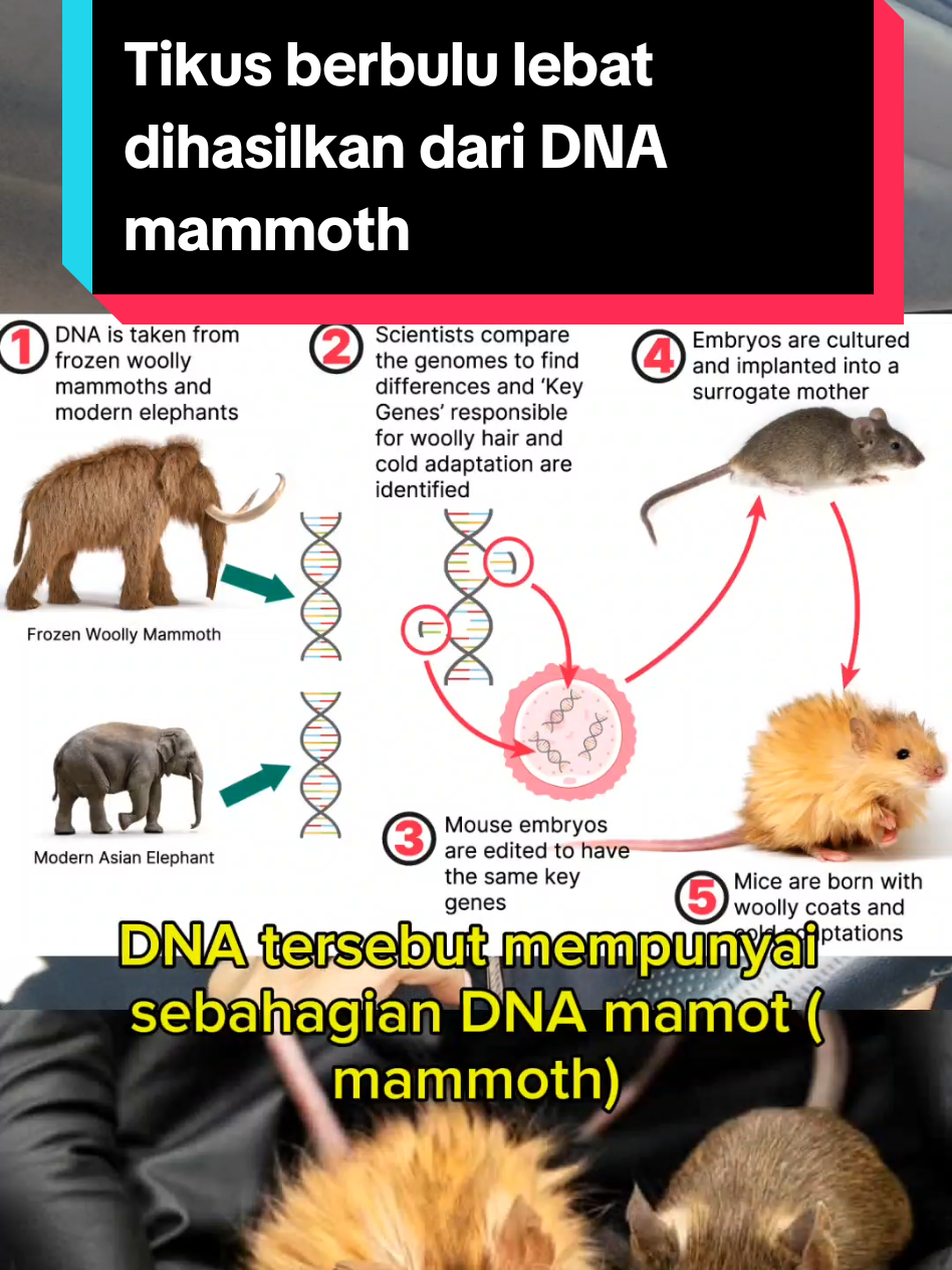 Tikus berbulu lebat dihasilkan dari DNA mammoth #zamirmohyedin #sains #fizik #genetik #STEM