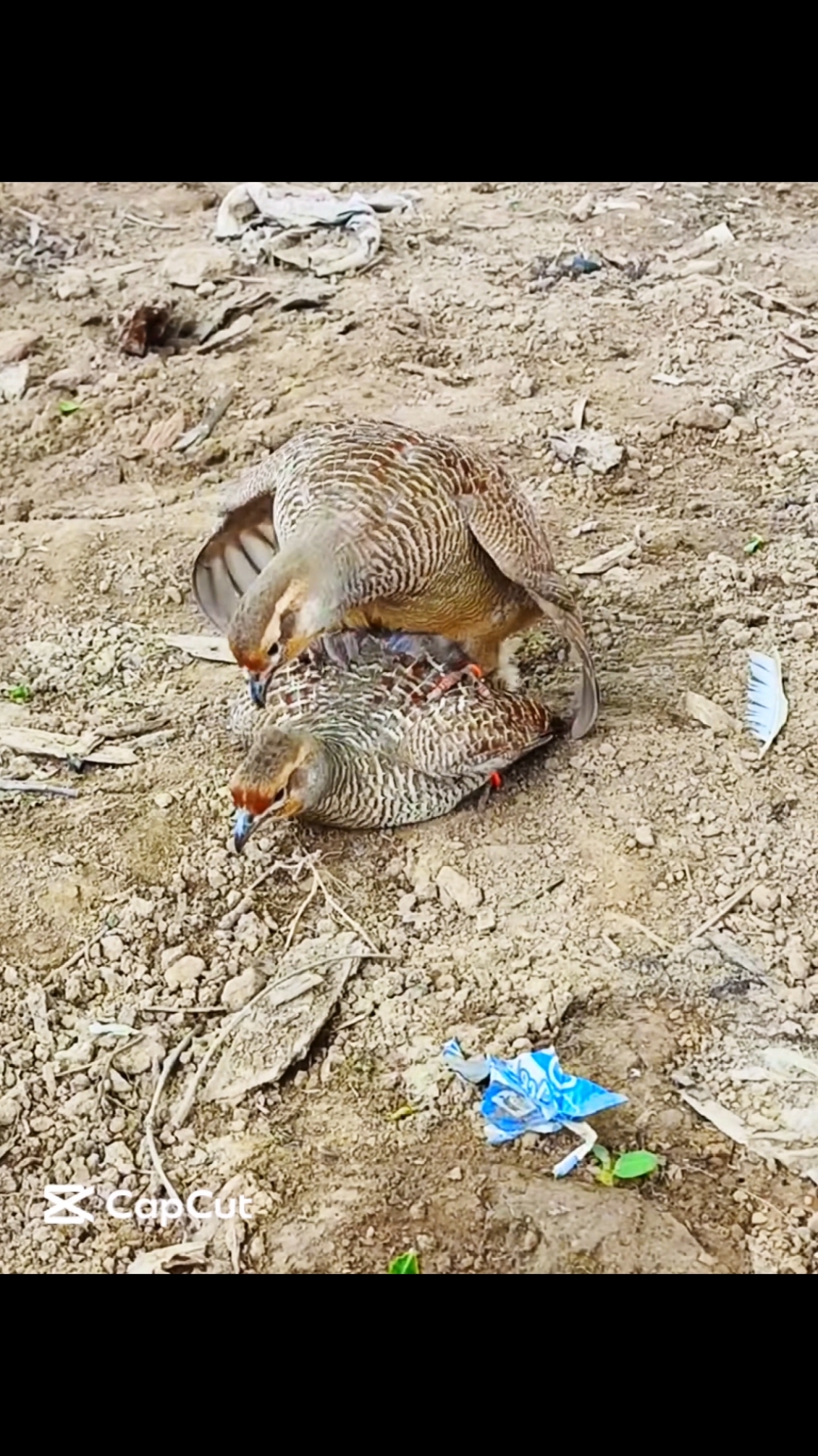 Irani Teetar Mating To Female 🐣🐔 #teetarawaz #chakor #hunting #farming #teetar #teetarlovers #sound 