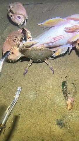 #diving #crab #catchthesea #seaside #seafood #fish #eel #lobster 