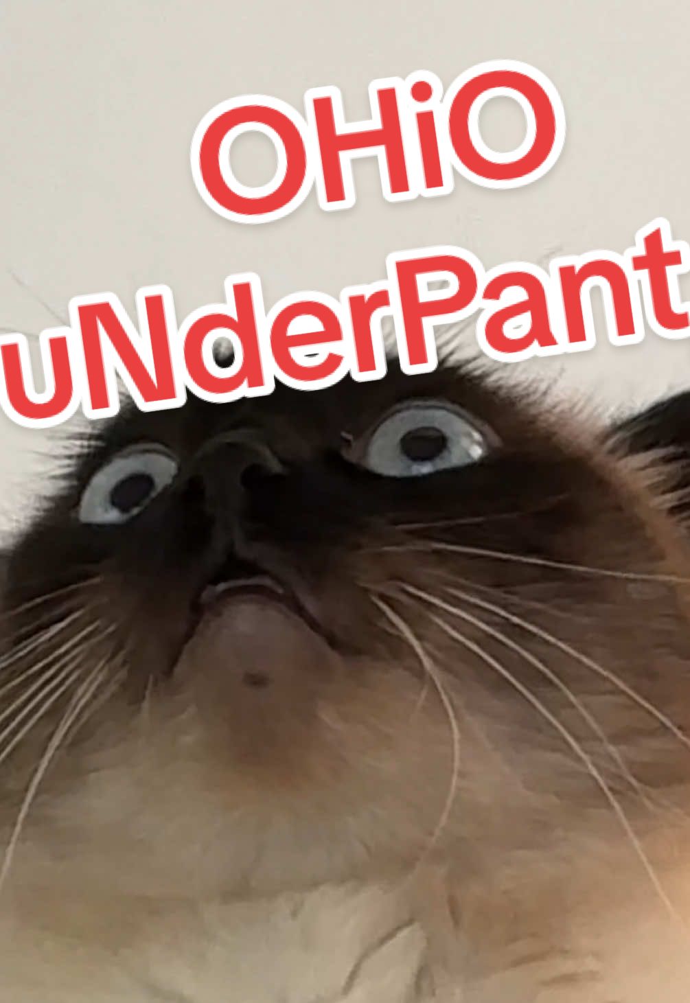 ⚠️ I love MAMA just nit@ohio,,, lmoa bagagwa #oscars #wicked #catsoftiktok #foryoupage 
