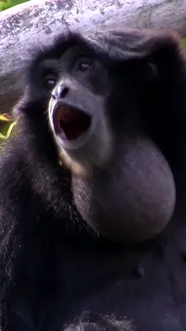 #SiamangGibbon #SatwaLiar #Sumatera #Indonesia🇮🇩 #SuaraSiamang  (Symphalangus syndactylus)