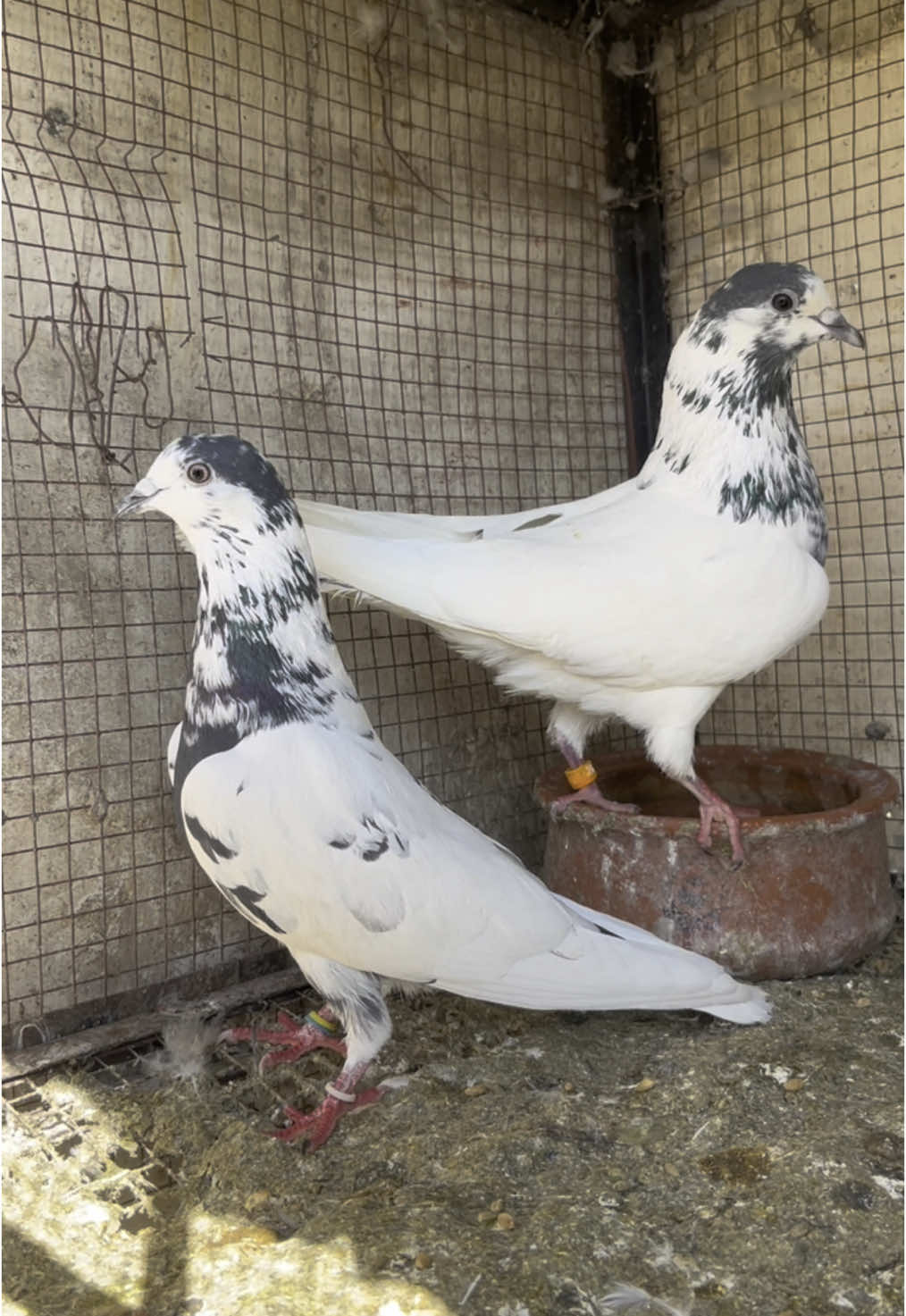 35wala Breeder Pair 🕊️.                 #breeder #کبوتر #35walaykabootar #pure #peigon_lovers #foryoupage #kabootarparwari 