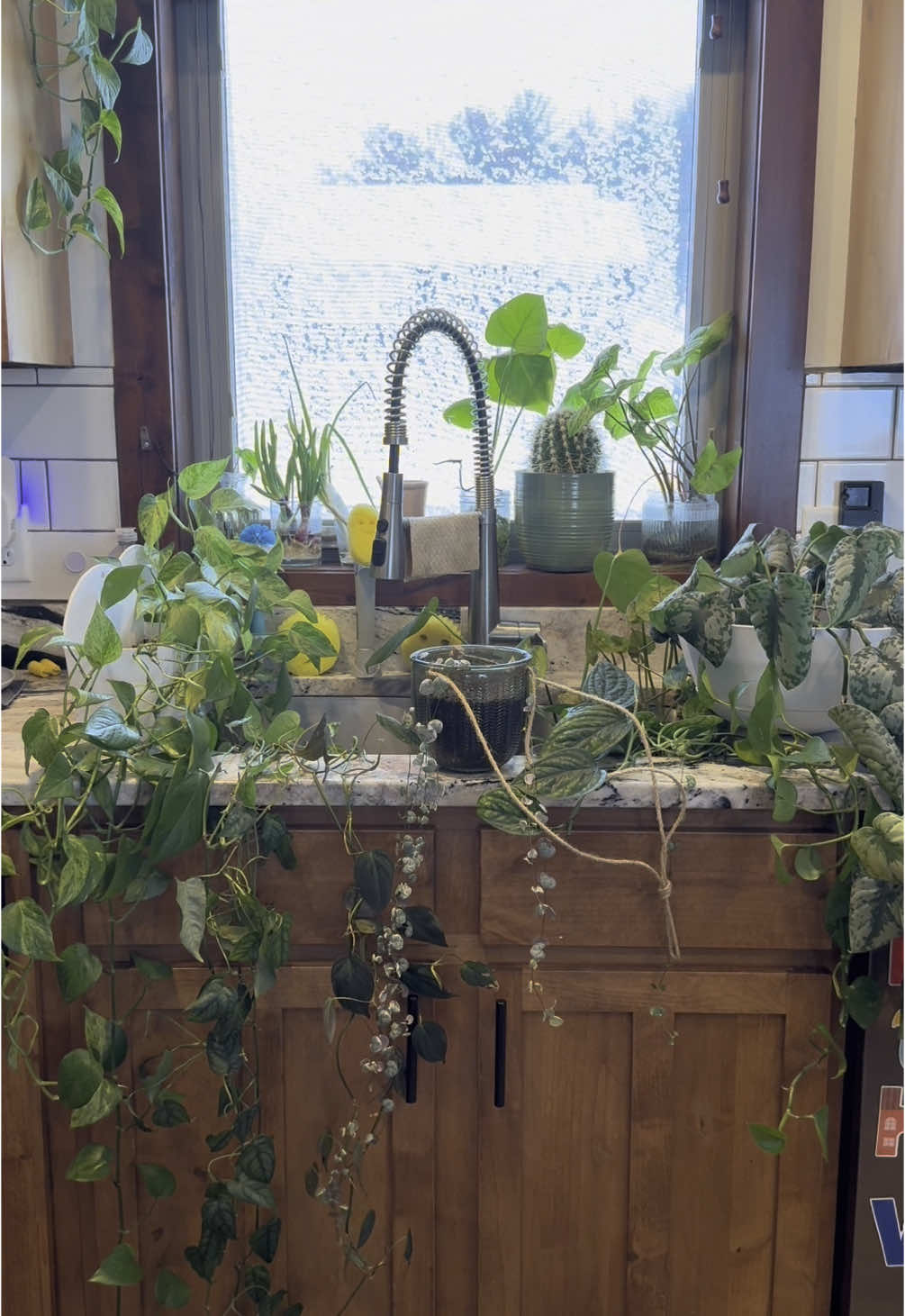 When it’s water day so you lose your kitchen sink for a while #plants #PlantTok #plantsoftiktok #plantmom #houseplants 