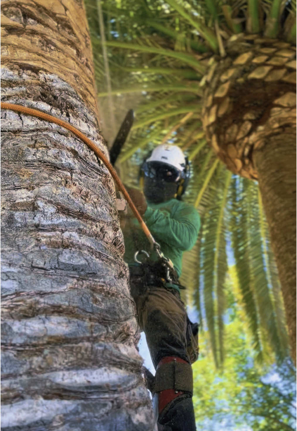 Removing all dead bark,  Shaping A Canarian Palm Tree As A Pineapple 🍍 🌴 #pina #pineapple #tree #service #business #sandiego #riverside #la #clean #safety #first #power #sthil #chainsaw #climbingtiktok #remove #trim #trimmer #palm #mexicantiktok #mexico #usa #fyp #fy #fyppoppppppppppppppppppppppppppp #pyfツ #viralvideo #viral #work #hard #grind 