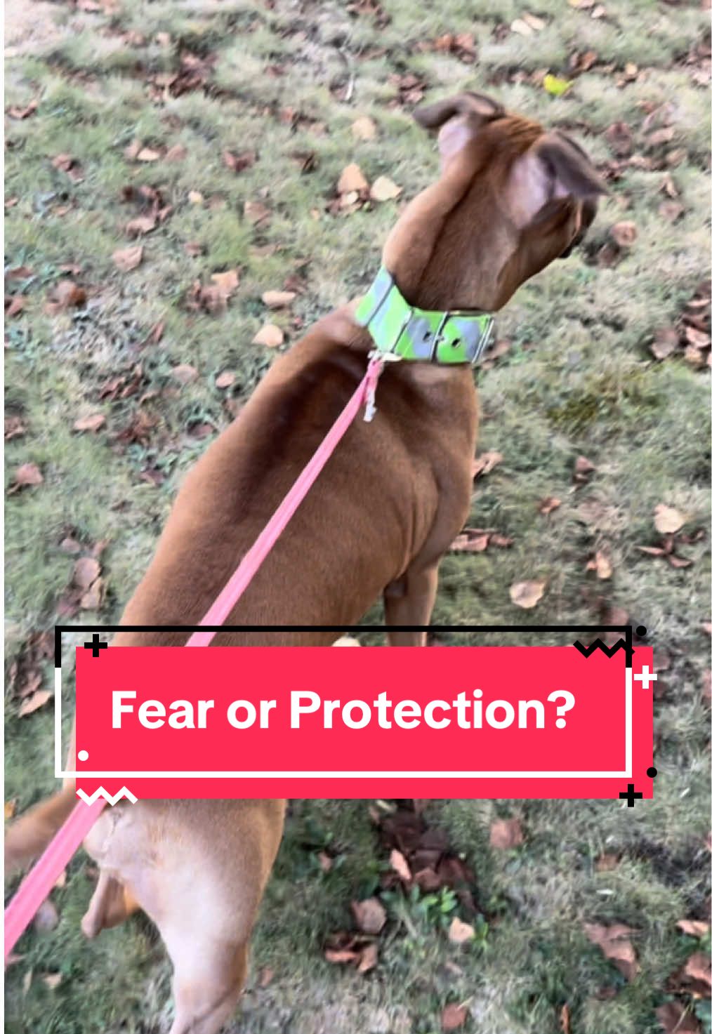 Replying to @Cerafin🐕🐾 “that dog is clearly protecting because its not tucking it’s tail and pinning it’s ears!” well no not quite 😟 let’s maybe not give people false confidence in their dogs’ abilities to keep them safe and be realistic 🥶 (this is also a very old video and her reactivity has gotten MUCHHH better since then 🤗)