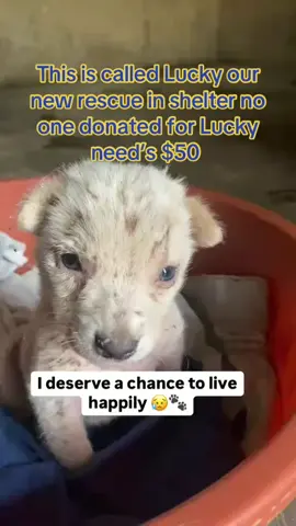Hello brothers and sisters this is our new rescue in the shelter is called Lucky please friends we need $50 to take Lucky to the vet to get some treatment and to buy shampoo 🧴 fro Lucky please friends help and donate anything you can no matter how much it will help Lucky to get treatment #richardcommuntyoutrech #froyou #fyppppp 