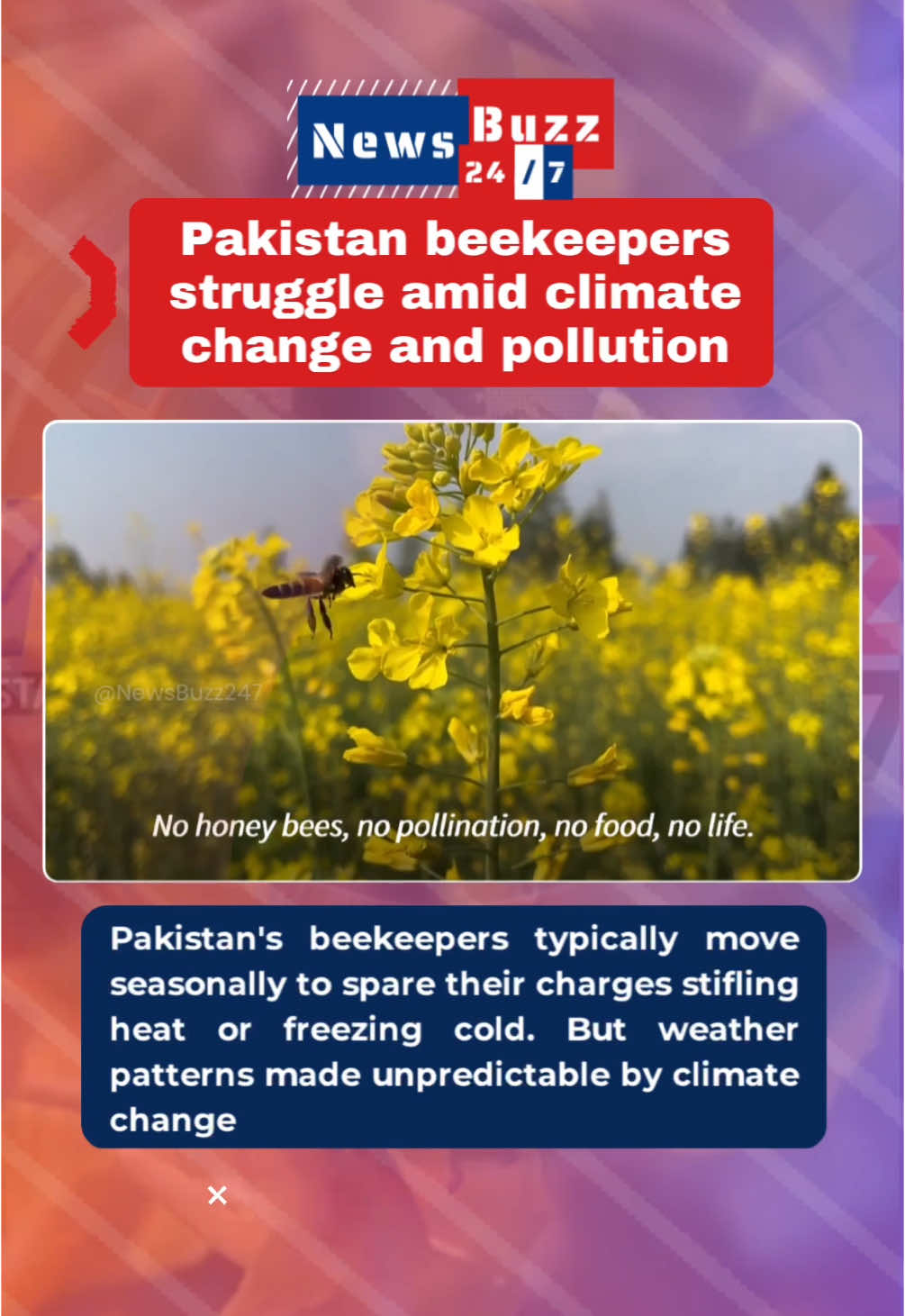Pakistan's beekeepers typically move seasonally to spare their charges stifling heat or freezing cold. But weather patterns made unpredictable by climate change. Sure! Here’s a paragraph with all the hashtags for easy copying: #PakistanBeekeepers #SaveTheBees #BeeMigration #ClimateChange #ClimateCrisis #GlobalWarming #SustainableFarming #WeatherWoes #Viral #Trending #InstaGood #MustSee #PhotoOfTheDay #fyf #fyp #fy #foryou #pakistan 