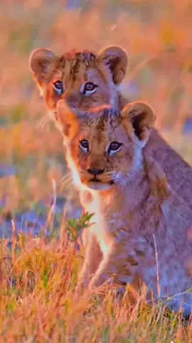 beautiful scenery with wild animals#nature #natura #naturaleza #landscape #lovenature #animalsoftiktok #wildlifelover #naturerevue2025 