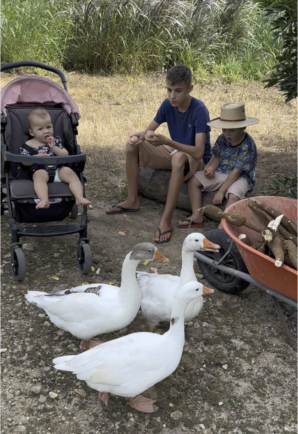 Olha aí pessoal os irmãos Campeiros na roça, aproveitando uma fruta fresquinha 🧑🏼‍🌾👦👧🫒😍❤️