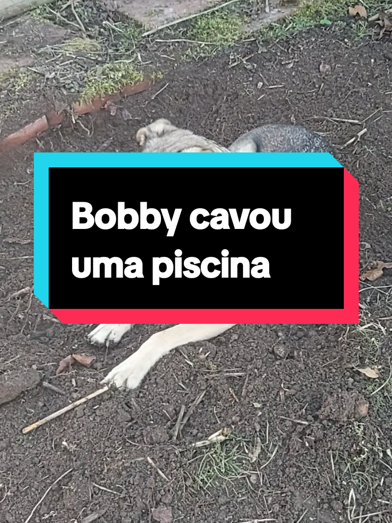 #bobbyamigo #tiktokdogs #bobbyfazendobobeira #