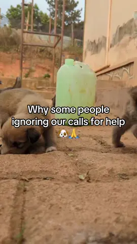 #dog#donation #dogsoftiktok#puppyrescue# doglovers #vegan#gofundmehelp#care #petlovers#puppiesoftiktok#urgenthelp#photography#animls#animallovers#wildlife# animalsoftiktok#🆘🆘🆘🆘## animalrescueusa #donations  #TikTok USA #Uk# Germany  #puppylove #petlover #dogsoftiktok ##2025 #video #videovira #usa_tiktok #fyp #animal #views #foryoupage #help