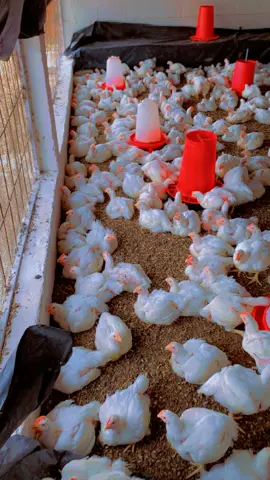 #vollailes #pouletdechair #elevageausénégal 