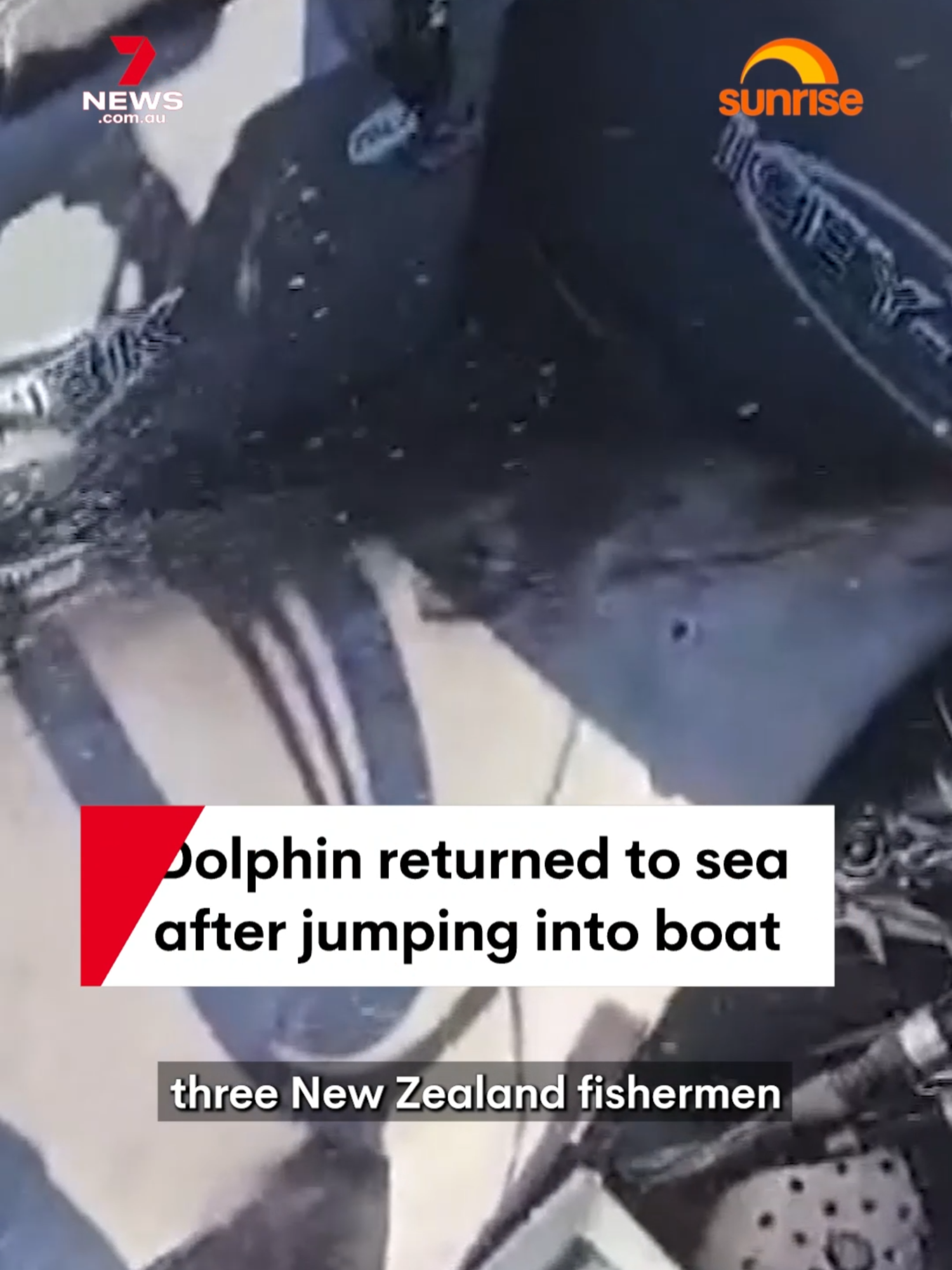 A blue-nosed dolphin weighing more than 400kg was returned to sea but fishermen after jumping into their open-top boat in New Zealand. #dolphin #sea #seaanimal #fishing #NewZealand #7NEWS