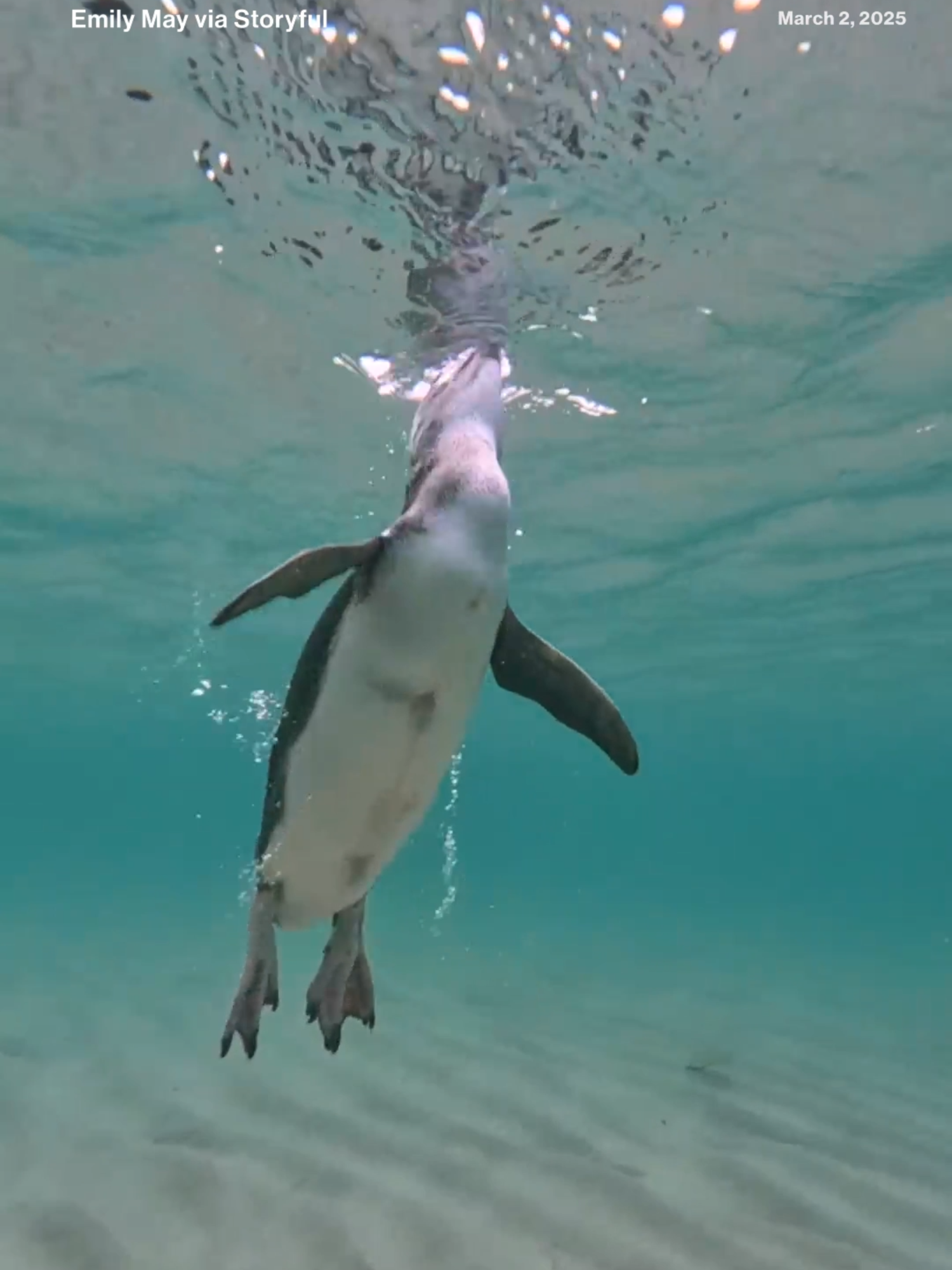 An intrepid little blue penguin — the smallest penguin species in the world — was spotted on its own, swimming in the waters off Rye, Australia, likely from a colony across the Australian bay. #penguin #nature #news #abcnews 