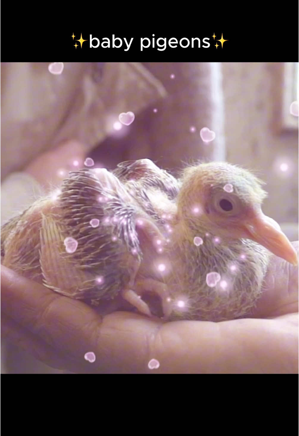 did you think baby pigeons were fake before seeing this video? Haha  . . . . #babypigeons #newyork #urbanwildlife #pigeons #nyc #concretejungle 