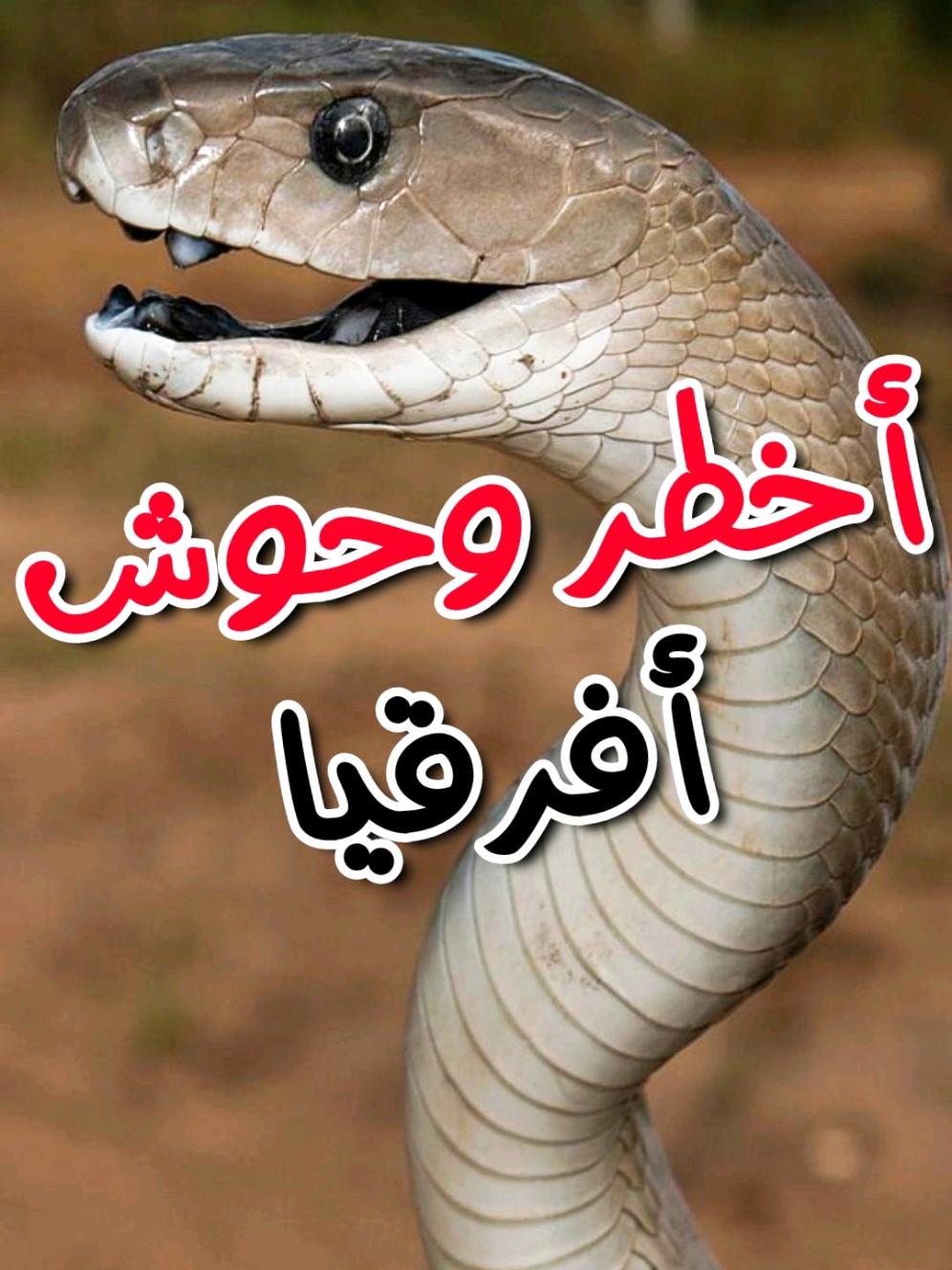 اخطر وحوش أفريقيا 🐍 #معلومات #LearnOnTikTok 