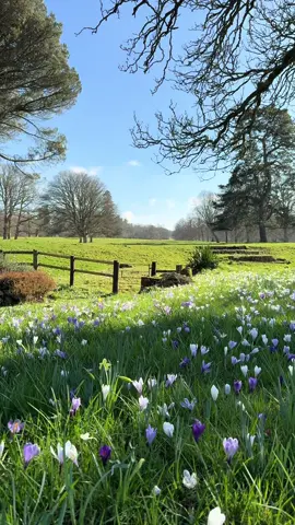 I smell spring 😚🙌🏻🌿 . . . . . #spring #springwalks #nature #relaxingvideos #relax #fordeabbeygardens #fordeabbey #naturevibes #naturelover #naturelovers #relaxtime 