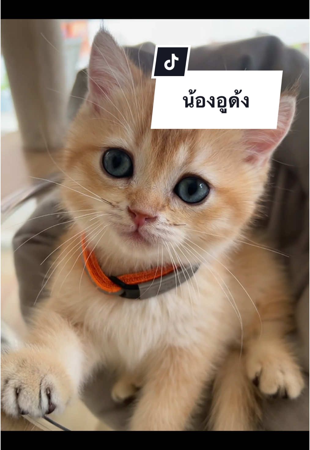 น้องอูด้ง #pawsupcafe #cat #คาเฟ่ย่านพัฒนาการ #catcafe #babycat 