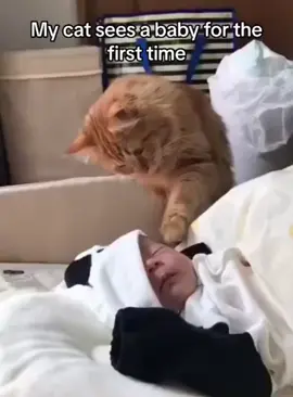 Cats are very gentle towards babies 🥰#cat #usa🇺🇸 #Love #catlover #funny #foryou #lovebaby 