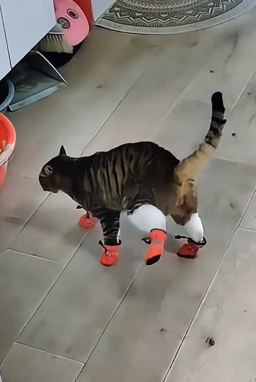 My cat is wearing shoes for the first time #happy #pet #Funny #kitten #funnyvideos #cat 