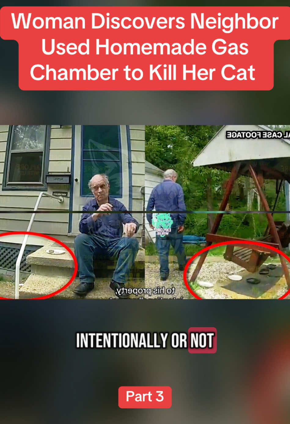 Woman Discovers Neighbor Used Homemade Gas Chamber to Kill Her Cat 