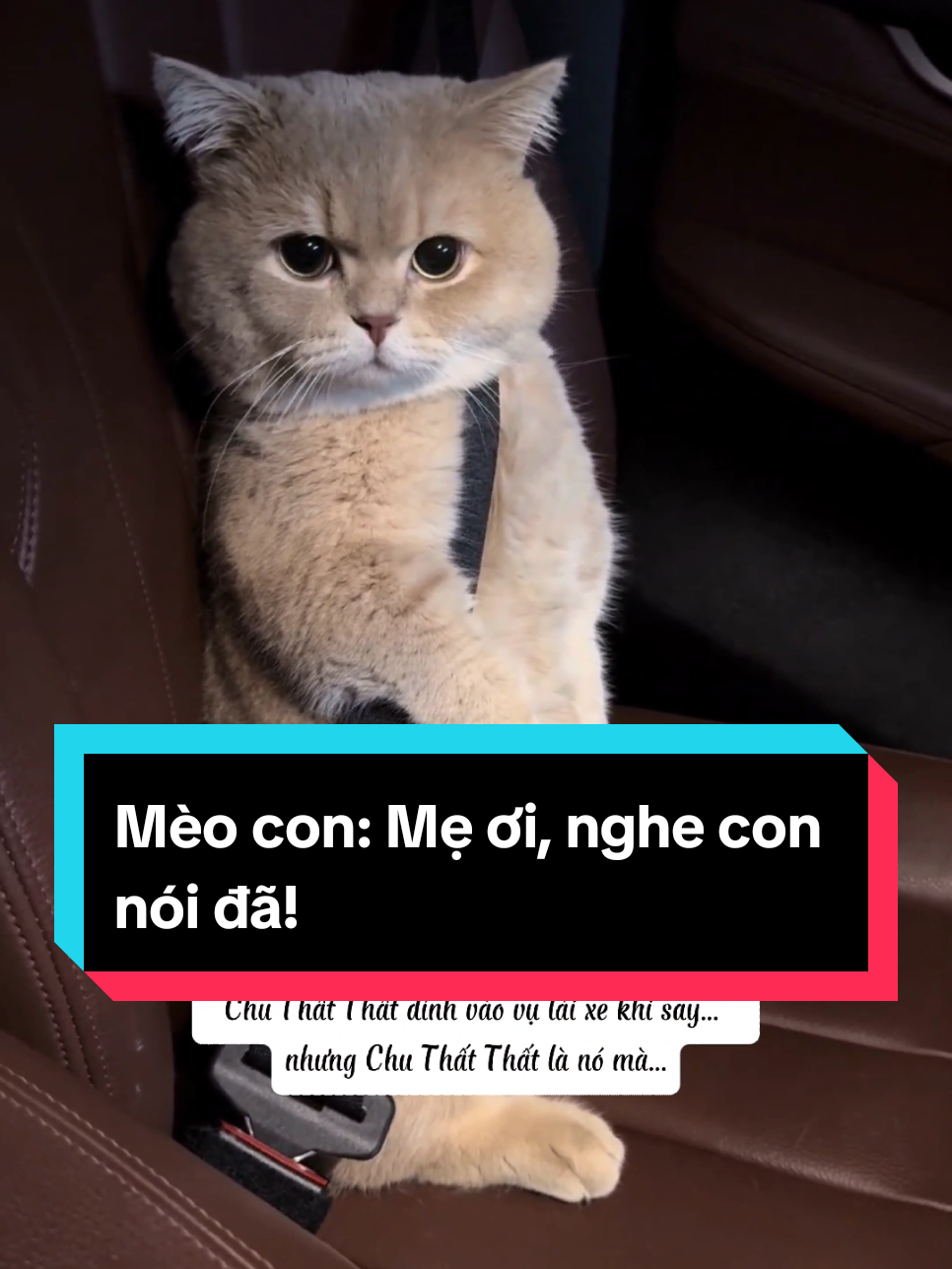 Mèo con: Mẹ ơi, nghe con nói đã! #mèo #meow #mèocam #đángyêu #dễthương #xuhuong #trending #thinhhanh 