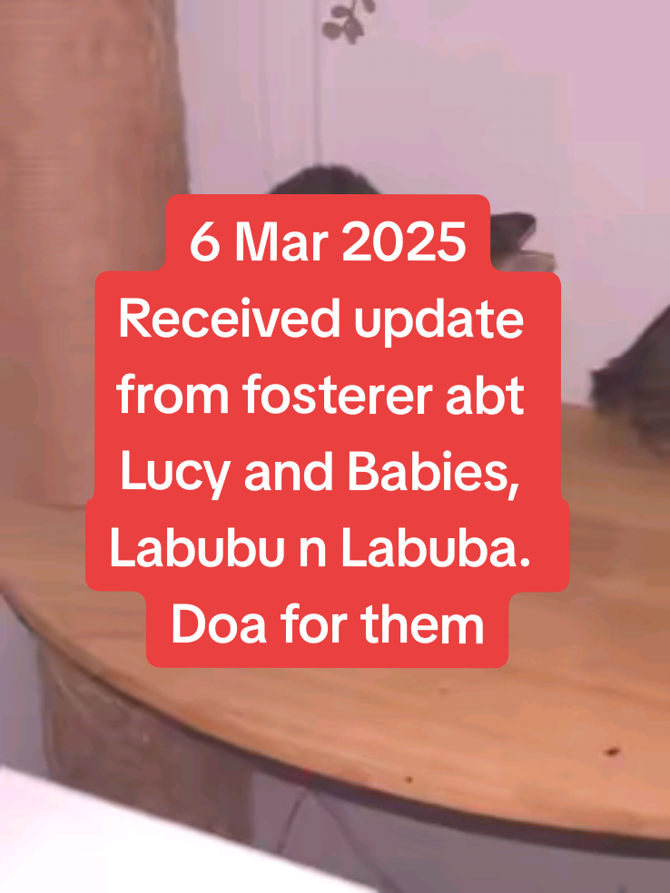 6 Mar 2025 Received update from fosterer abt Lucy and Babies, Labubu n Labuba. Please help together we doa for Labubu right eye can be recover well and Labuba stay healthy. #catlover #rescuecat #fostercat #fypcats #catsingapore #catviral #tiktokcat #catsoftiktok 