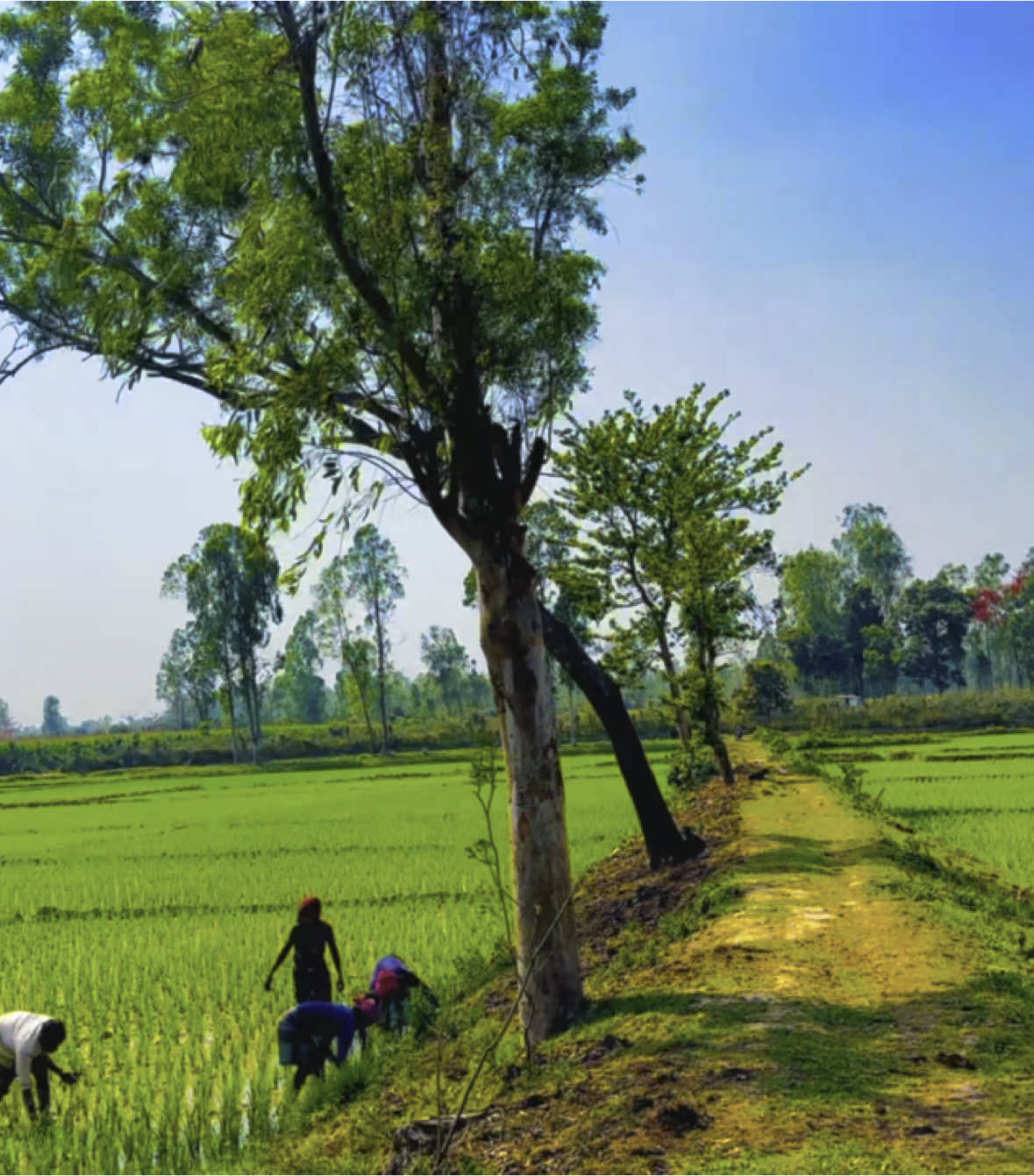 আমার ছোটো এ জীবনে ,তোমাকে পাওয়ার খুব ইচ্ছে ছিলো...😅#foryoupage #foryou #trending #videography @TikTok 