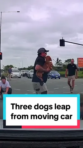 A vehicle took a sharp turn on a busy Queensland road, causing their pups to fall from the open car window. Thankfully drivers stepped out of their cars to comfort the distressed dachshunds and the puppies did not sustain any injuries. They were later returned to their owner. #dogs #dogsoftiktok #queensland #australia #australia🇦🇺 #puppies #dashchund #driver #cars 