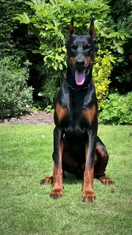 #doberman #DogTraining #policedogs #dobermannpuppy #ethiopian_tik_tok🇪🇹🇪🇹🇪🇹🇪🇹 #fyp #fyp #viral #ethiopianpets🐕🐕❤❤ #creatorsearchinsights 