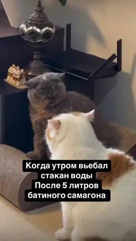 #жизаиточка #хорошегонастроения #😂😂😂 
