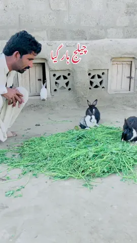 White Rabbit Ko Pakra #whiterabbit #rabbitsoftiktok #rabbits #gabbarpethouse #petslovers #pets #foryou #foryoupage #unfrezzmyaccount #animalslover @Rehman Ch Vlogs 