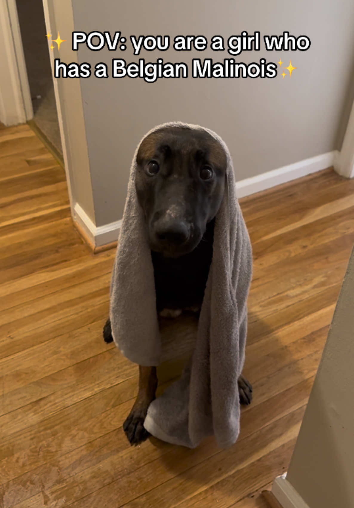 I can’t even go to the bathroom by myself 🤡😂🦖 #belgianmalinois #fyp #foryoupage #dogsoftiktok #puppytiktok #mamasboy #relatable 