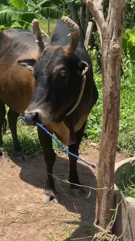 🤨🐂#โหนดรุ่งทรัพย์ทายาททรัพย์รุ่งเรือง #ค่ายโคเจ๊แสงสั่งลุย❤️ #วัวชนเงินล้าน💸💸 