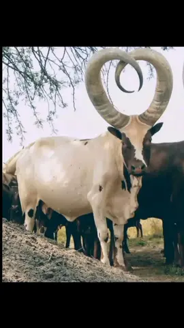 #robertomuhiinda #rukundoegumeho #forgodandmycows #abihimakwekundajust #ankoletiktokers #ankolecattle #gospelmusic #westernuganda #foryoupage #foryou #trending #viral #fyp #rwandantiktok #ankole @ℝ𝕠𝕓𝕖𝕣𝕥 𝕆𝕞𝕦𝕙𝕚𝕚𝕟𝕕𝕒 @ℝ𝕠𝕓𝕖𝕣𝕥 𝕆𝕞𝕦𝕙𝕚𝕚𝕟𝕕𝕒 @ℝ𝕠𝕓𝕖𝕣𝕥 𝕆𝕞𝕦𝕙𝕚𝕚𝕟𝕕𝕒 
