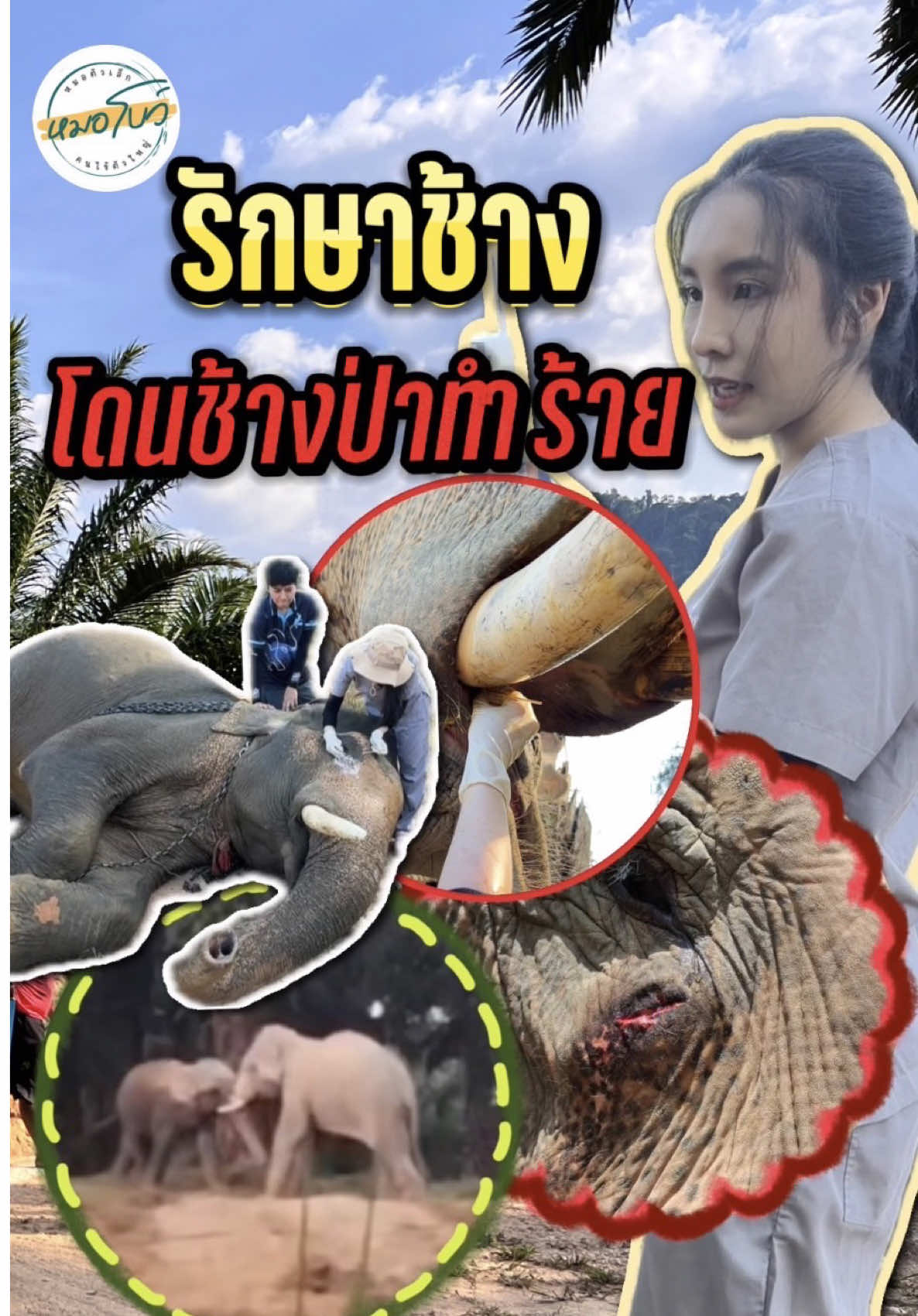 ก่อนหน้านี้หมอเห็นข่าวช้างป่า มาติดช้างบ้านที่ จ.พังงาค่ะ น้องช้างเป็นเพศผู้ทั้งคู่ มาอยู่ด้วยกัน เล่นด้วยกัน เพราะน้องช้างป่าอาจจะเข้าใจว่าพี่ช้างบ้านเป็นโขลงเดียวกัน  ~ แต่วันดีคืนดีเล่นกันแรงไปหน่อย ทำให้ฝั่งช้างบ้านของเราบาดเจ็บ เจ้าของช้างจริงให้เจ้าหน้าที่ แยกทั้งคู่ออกจากกันคะ เพื่อพาช้างมารักษาตัวค่ะ ส่วนน้องช้างป่าไม่ได้รับบาดเจ็บอะไร และกลับเข้าป่าไปแล้วค่า การรักษาครั้งนี้จะเป็นอย่างไร ติดตามได้ในคลิปนะคะ✌️😊 #หมอโบว์ #รักษาช้างฟรี #หมอตัวเล็กกับคนไข้ตัวใหญ่